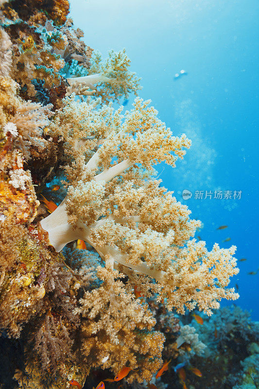 珊瑚礁繁殖多刺藻-树突藻软珊瑚和红海鱼类(鳞鱼)。Pseudanthias squamipinnis